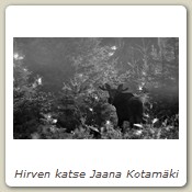 Hirven katse Jaana Kotamäki