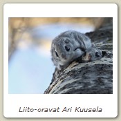 Liito-oravat Ari Kuusela